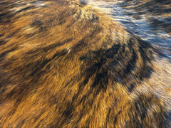 Tricolor Cowhide Rug